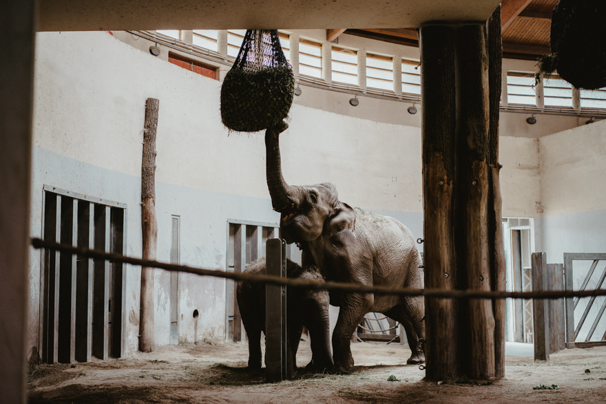 Elefanți la Fovarosi Allat es Novenykert în Budapesta
