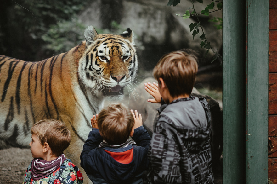 Tigru și copii care il privesc la Fovarosi Allat es Novenykert în Budapesta