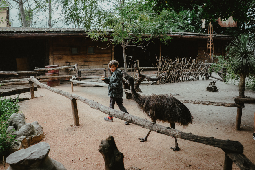 Nandu urmărește un băiat la Zoo Budapesta Fovarosi Allat es Novenykert în Budapesta