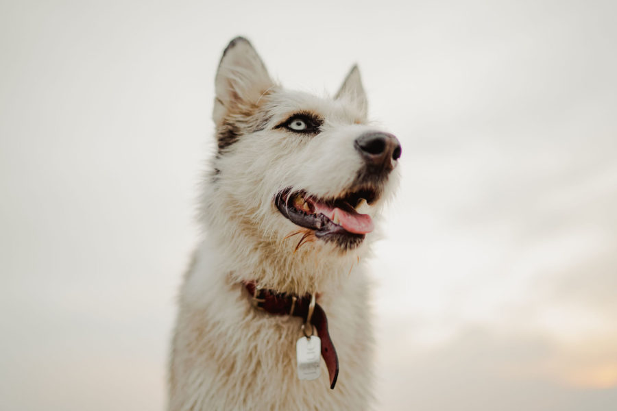 Câine metis de husky abandonat și salvat de noi, cu un ochi albastru și unul maro, talie mare cu blană frumoasă privește spre pădure. Heterocromie